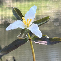 Trillium pusillum